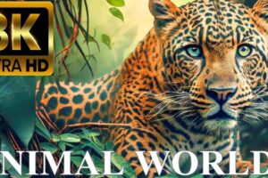 Animal World