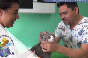 Centro Médico Veterinario Planeta Animal