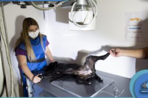 Centro Veterinario Los Valles