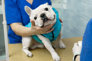 Centro Veterinario Municipal La pintana