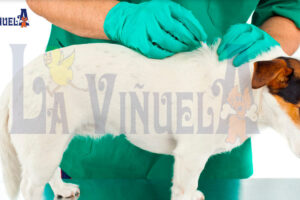 Centro Veterinario Pulgas