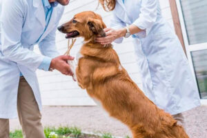 Centro Veterinario San Juan