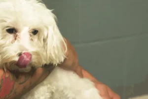 Clinica Vet. Sta. Ana