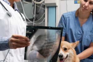 Clinica Veterinaria Bellavista