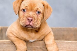 Clínica Veterinaria Buenos Cachorros