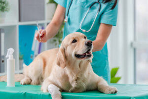 Clínica Veterinaria CEMVET