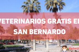 Clinica Veterinaria Dr. Dreves