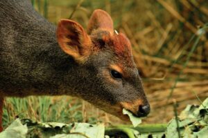 Clínica Veterinaria El Boldo Puchuncavi