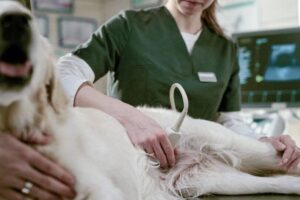 Clinica Veterinaria Evolución Animal