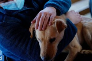 Clínica Veterinaria Jallalla