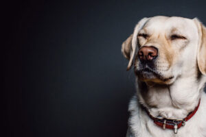 CLINICA VETERINARIA LA BONTÉ