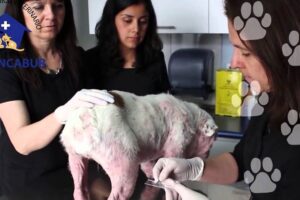 Clínica Veterinaria Licancabur