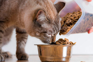 Clinica Veterinaria Los Avellanos