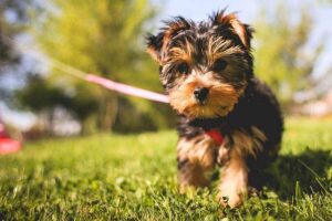 Clínica Veterinaria Nuestros Hermanos Menores