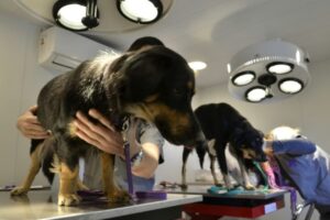 Clínica Veterinaria Nueva Costanera