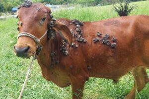 Clínica Veterinaria Ojos del salado