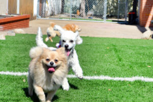 Clínica Veterinaria San Ignacio