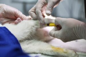 Clínica Veterinaria Vida Sana