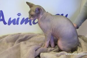 CLINICA VETERINARIA VIDANIMAL