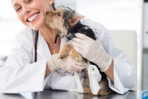 Clínica Veterinario Vidanimal