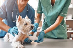 Consulta Veterinaria