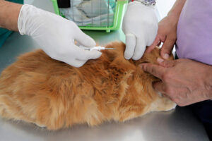 Consulta Veterinaria Planeta Animal Huechuraba