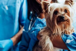 Dr.Pet Clínica Veterinaria – Los Leones Providencia