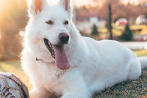 Dr.Pet Clínica Veterinaria – Recoleta El salto