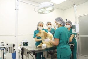 Hospital Veterinario Docente Universidad Mayor