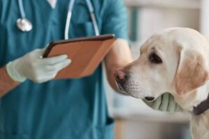 Hospital Veterinario Nueva Renca