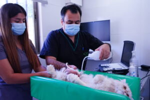 Hospital Veterinario Puente Alto