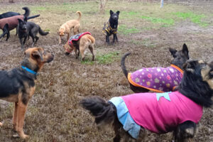 Mi mascota feliz Curacaví