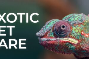 Pet Exotic Clínica Veterinaria