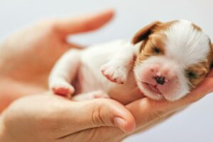 Pet Happy Lider Quilicura