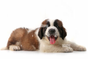 Pet Happy San Bernardo