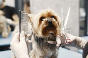 PetsMann® | Veterinaria y Peluquería