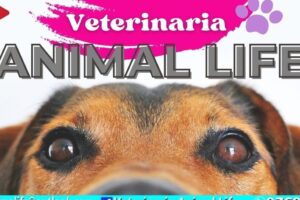 Veterinaria Animal Live
