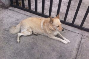 Veterinaria Clinicalvet Curacavi