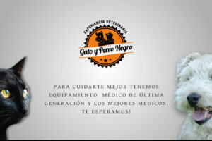 Veterinaria Gatidogs