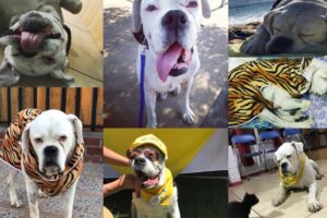 Veterinaria Guau & Miau