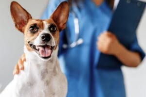 Veterinaria integral Animal Vet