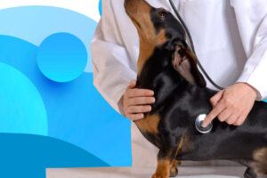 Veterinaria Integral Via 24, NO 24 Horas