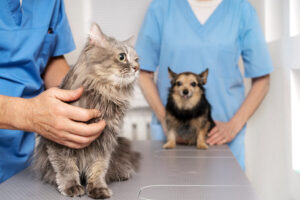 Veterinaria Los Pensamientos