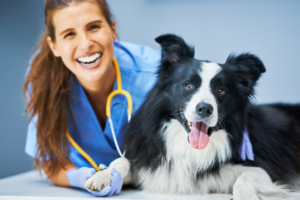 Veterinaria Nueva Vida