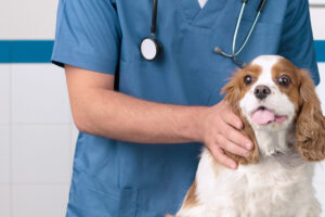 Veterinaria Petdiatra Macul