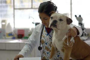 Veterinaria Salud Animal