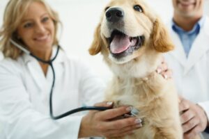 Veterinaria Top Animal