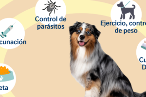 Veterinaria Vida de Perros