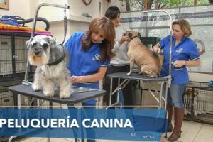 Veterinaria y peluquería club mascota