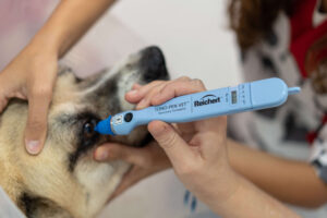 Vett Veterinaria y Peluquería